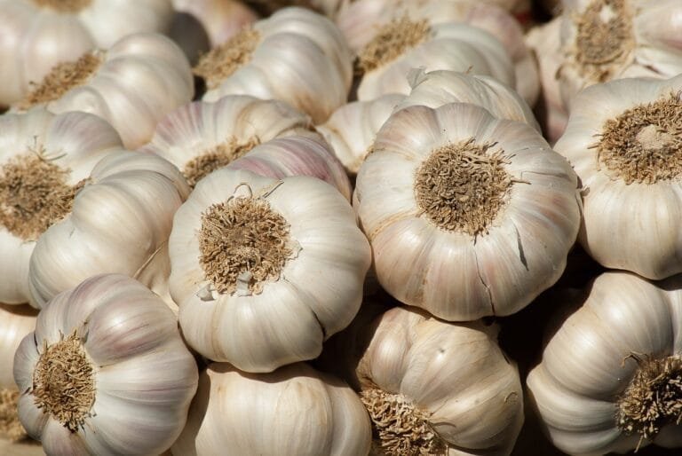 garlic, nature, vegetable garden